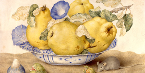 Giovanna Garzoni, Quitten, Windenblüten, Haselnüsse und Feigen, um 1655, Gouache auf Pergament, copyright: Sammlung Silvano Lodi, Campione d\'Italia